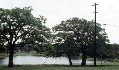 If you like to fishing bring your pole! A pond is located within walking distance of the guest house and you are welcome to try your luck at fishing.