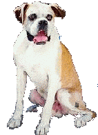 Mi Perro Gastn