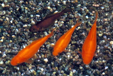 goldfish