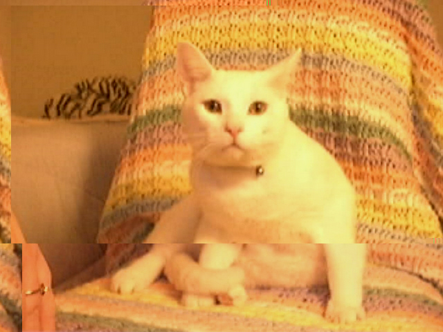 picture of snowball