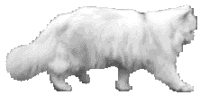 walking white cat image