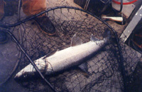 Alaska King Salmon