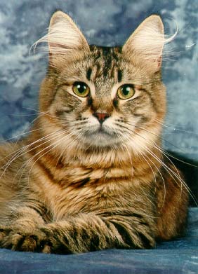 Tochter von AURORABOREALIS DESIRÉE x High Hopes Buffalo Bill