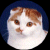 Scottish Fold