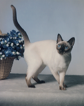 Judy Blue Eyes