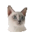 Tonkinese