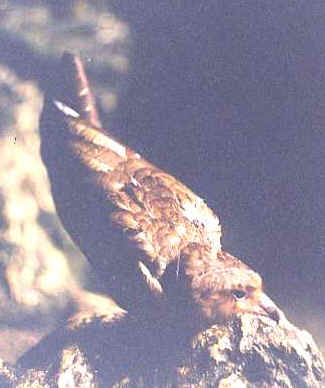 guacharo.JPG (22645 bytes)