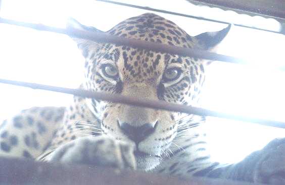 jaguar.JPG (17549 bytes)