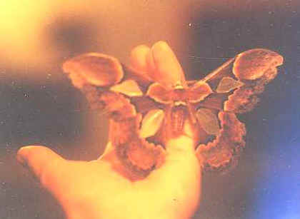 mariposa_nocturna.JPG (13525 bytes)