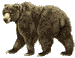 bear1.gif (1333 bytes)