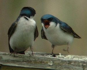 Tree Swallow