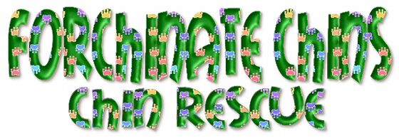 Banner.jpg (32522 bytes)