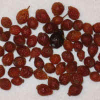 Rose_Hips.JPG (23428 bytes)