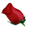 Rose Bud