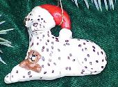 Dalmation