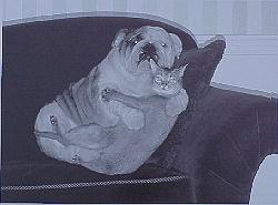 Dog And Cat Lovers