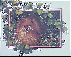 Pomeranian Adult