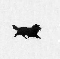 Rough Trotter