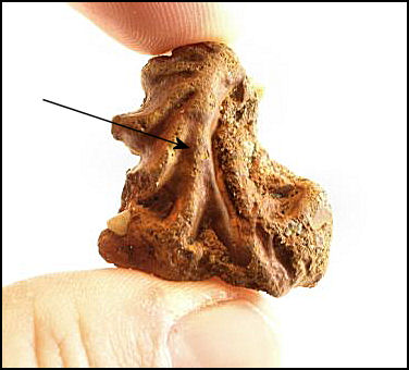 Ostrea falcata