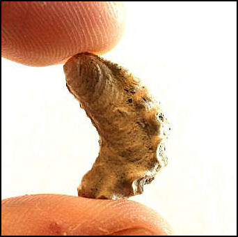 Ostrea mesenterica