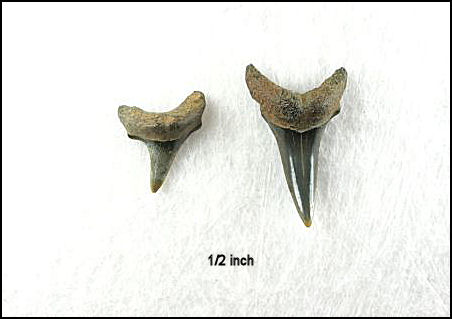 Paranomotodon angustidens