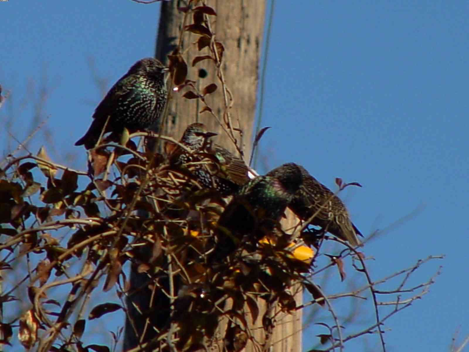 Birds of a Feather, photograph by Bobby Morgan.  Click for a larger view, and for more of Morgan's works.