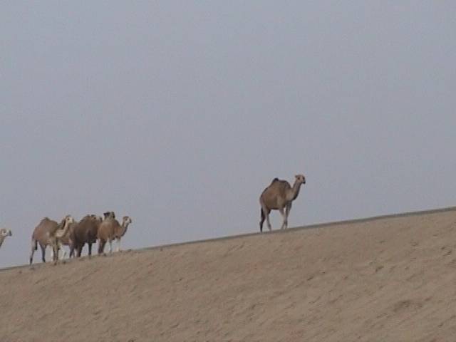 Camels on the Horizon (photograph by Joe Brown).  Click for a larger view.