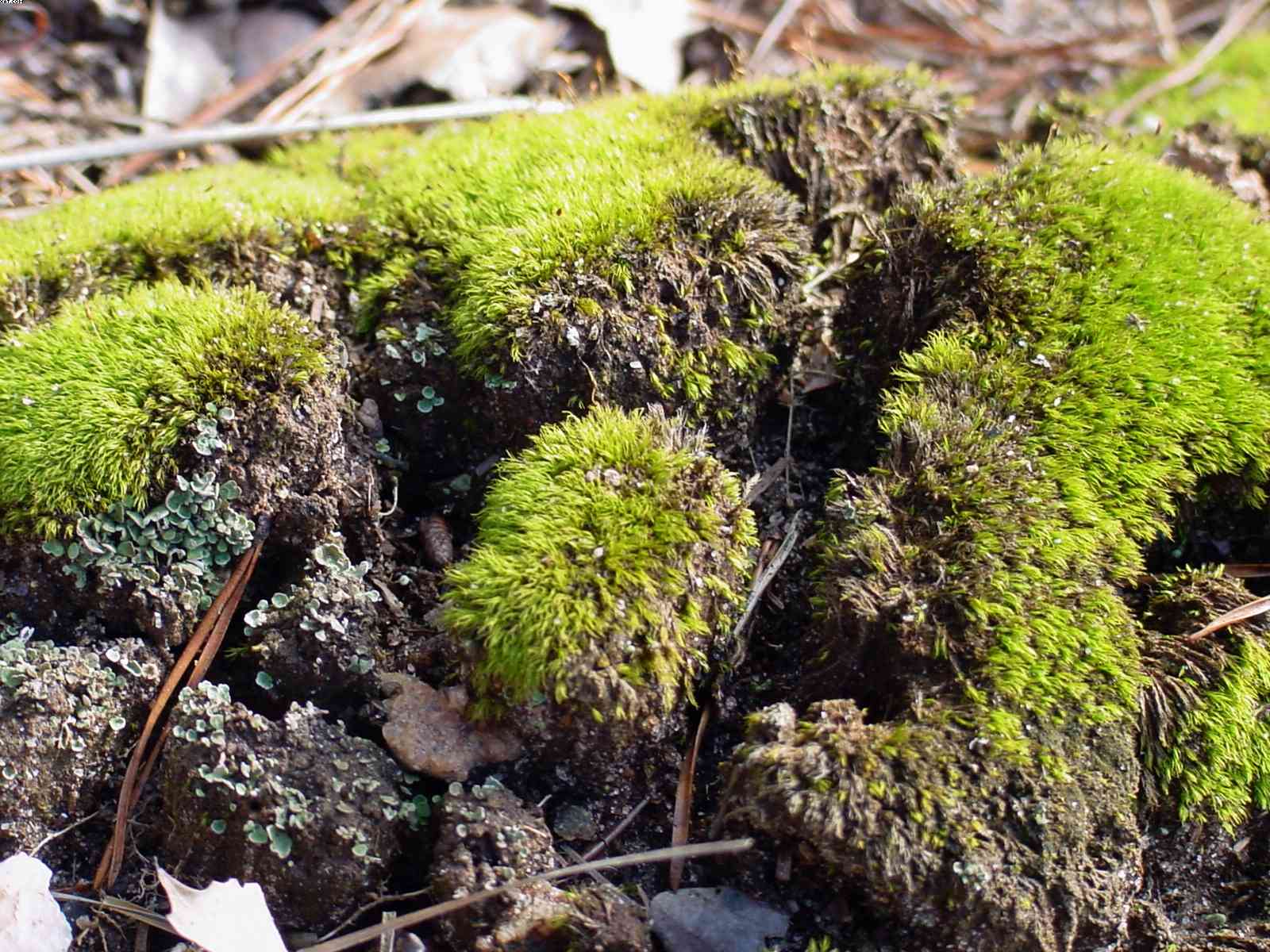 Little Forest, photograph by Bobby Morgan.  Click for a larger view.