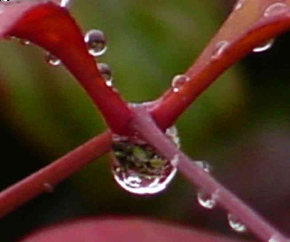 Purple Rain 2, photograph by Bobby Morgan.  Click for a larger view.
