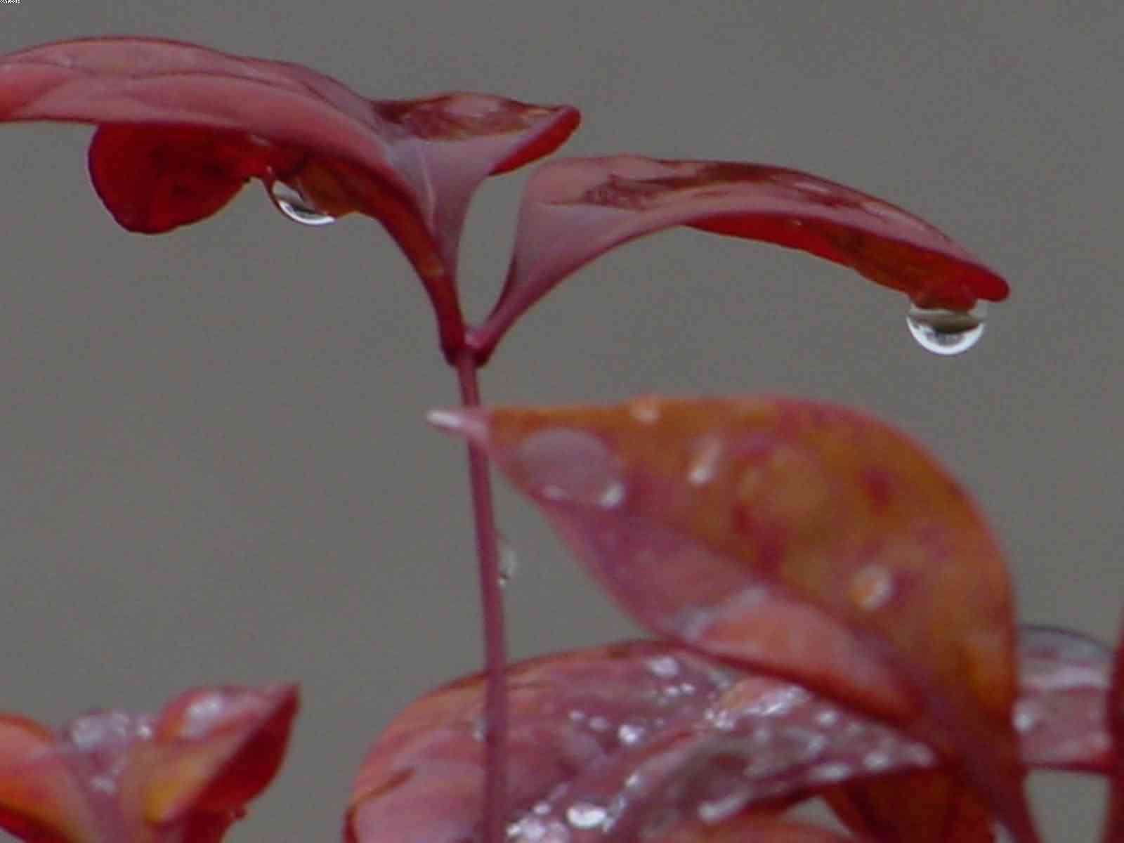 Purple Rain 3, photograph by Bobby Morgan.  Click for a larger view.