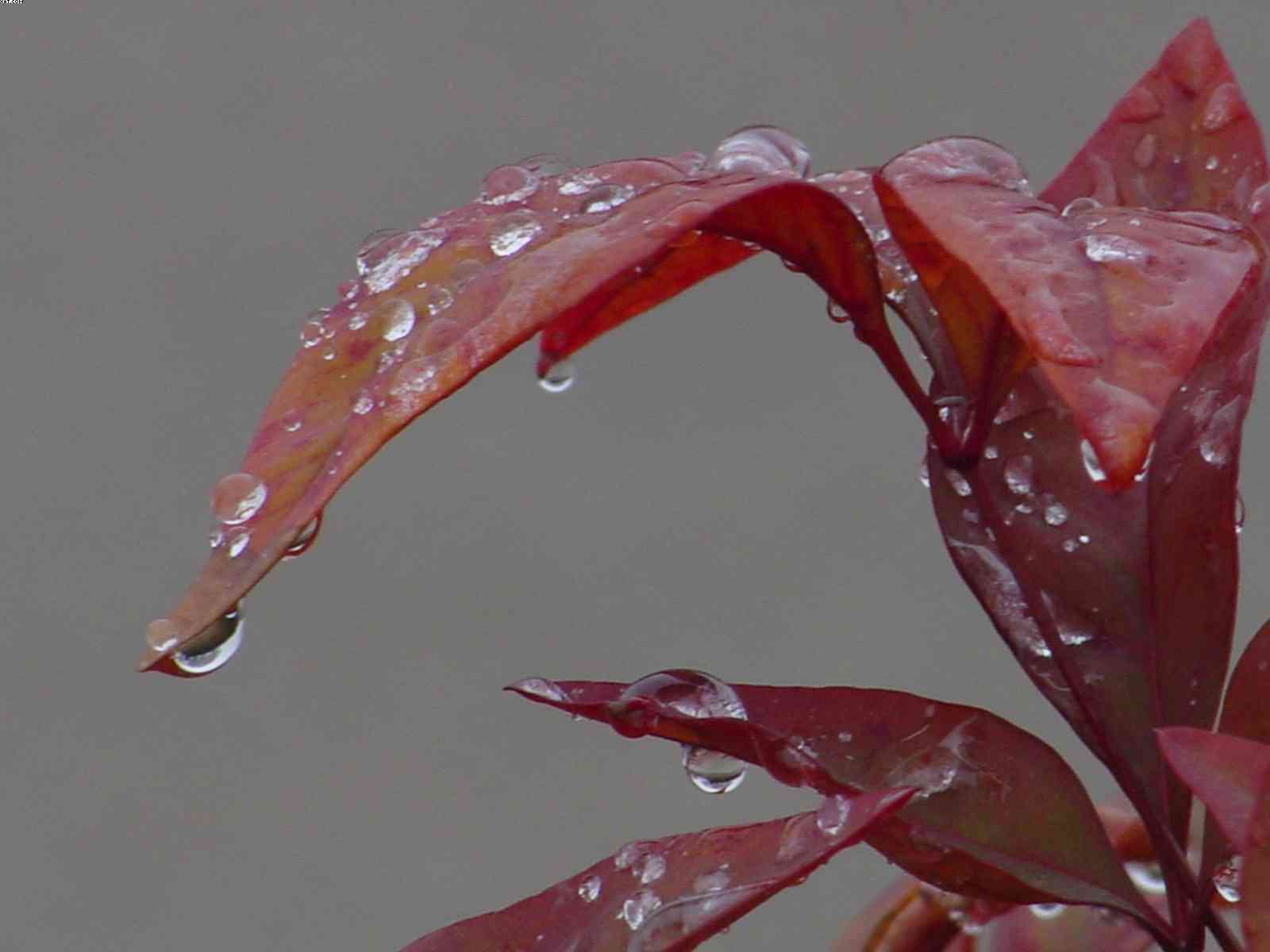 Purple Rain 4, photograph by Bobby Morgan.  Click for a larger view.