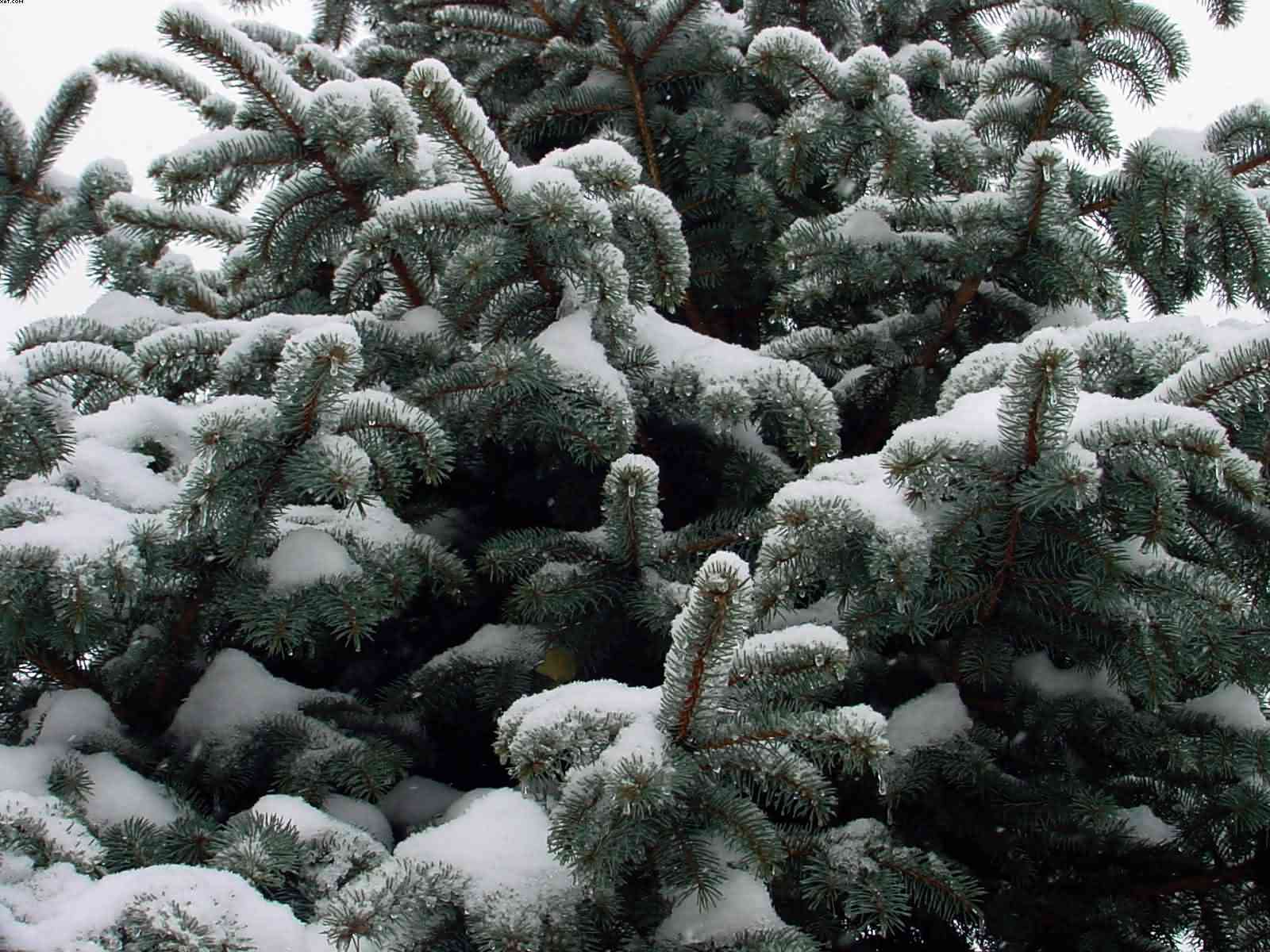 Winter Branches 3, photograph by Bobby Morgan.  Click for a larger view, and for more of Morgan's works.