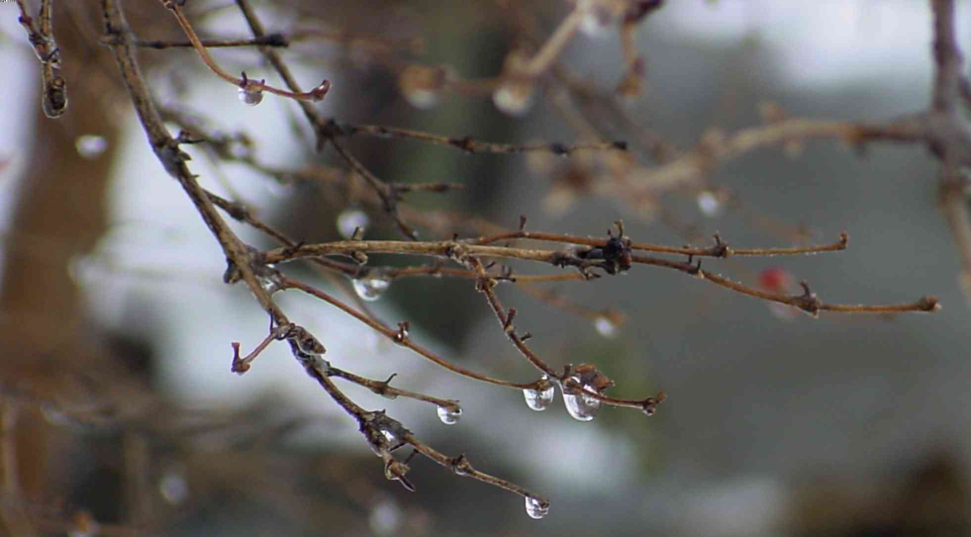 Winter Branches 5, photograph by Bobby Morgan.  Click for a larger view, and for more of Morgan's works.