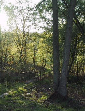 bridge 11