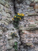 Pevensey