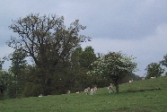 deer