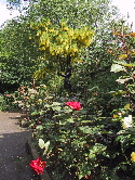 roses