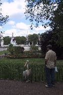 pelican