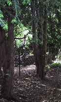 trees