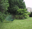 peacock