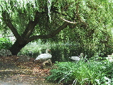 swans