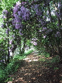 lilac