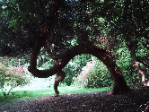 bent tree