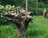 wood creature