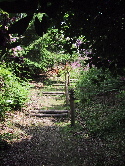 foxglove steps