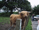Hamish