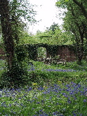bluebells