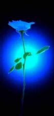 bluerose