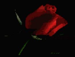 rose