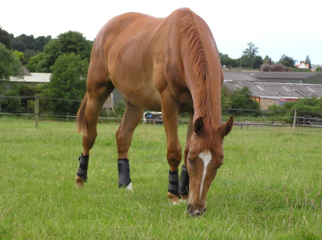 © Holme Trakehners